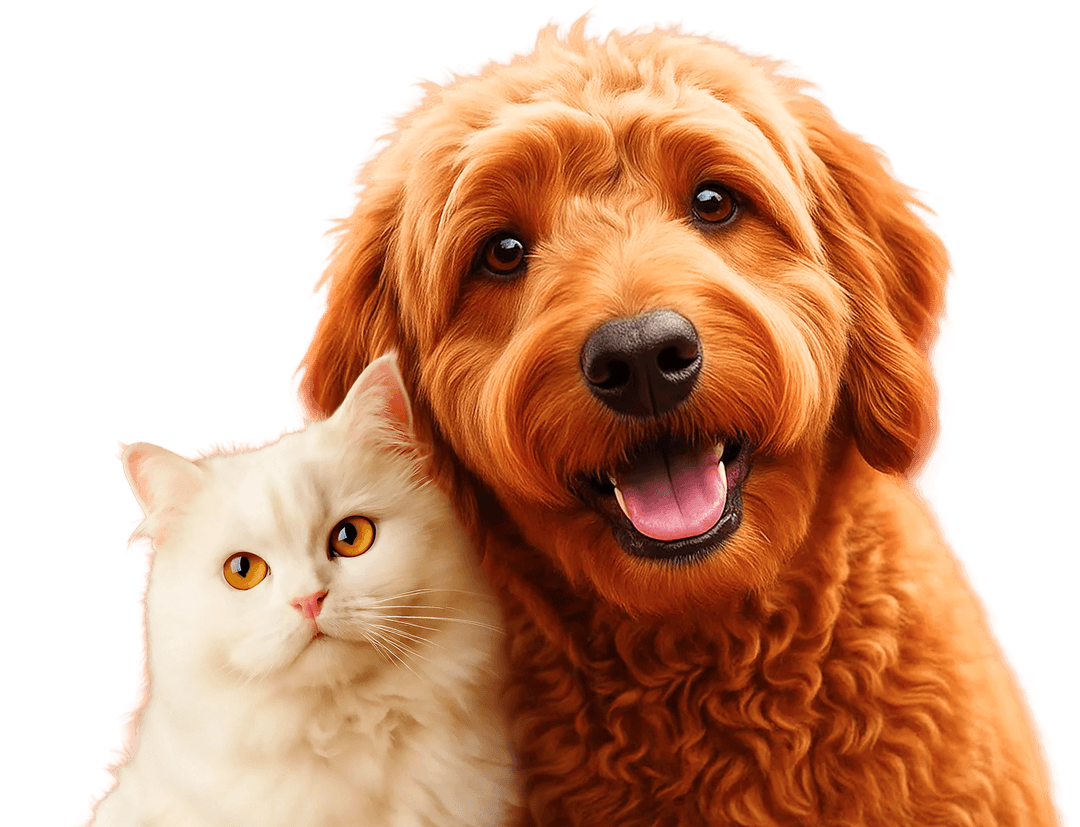 cat and dog