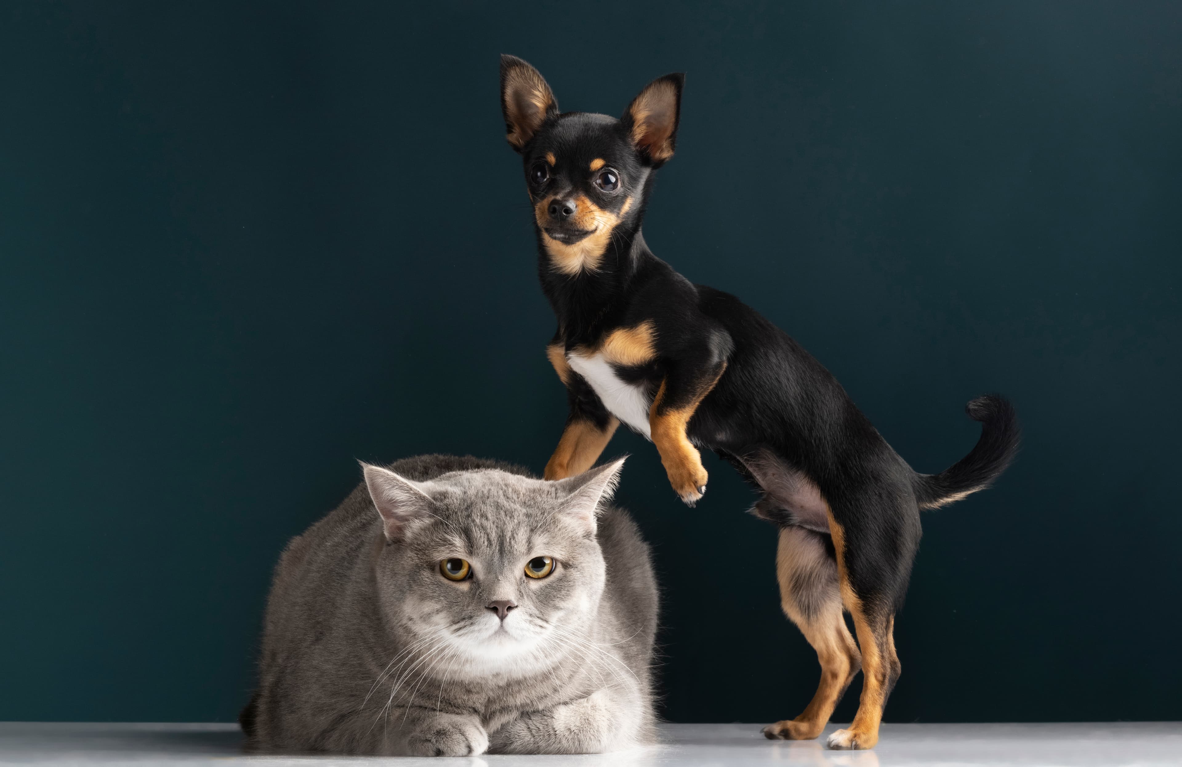 Dog vs. Cat Owners: Who Spends More at the Vet?