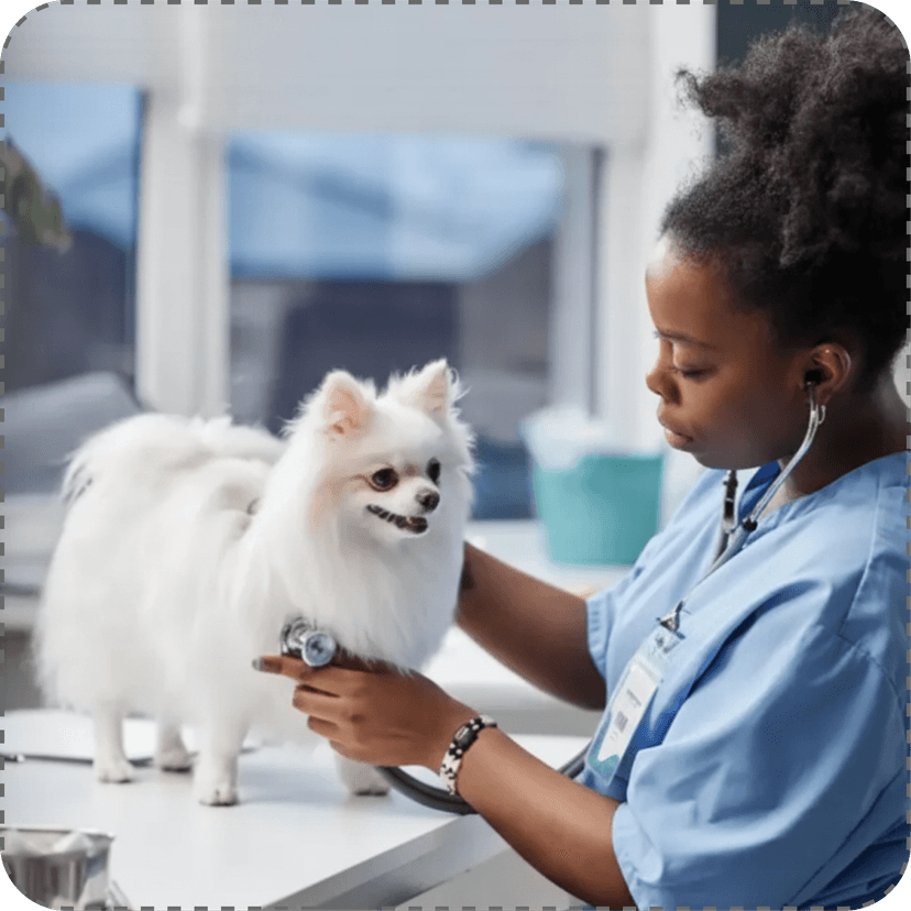 Reducing Veterinary Burnout: How AI and Cloud PIMS Are Changing the Industry