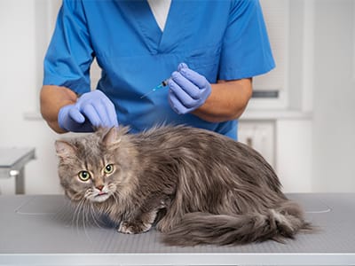 7 Proven Strategies to Enhance Workflow Efficiency in Veterinary Clinics