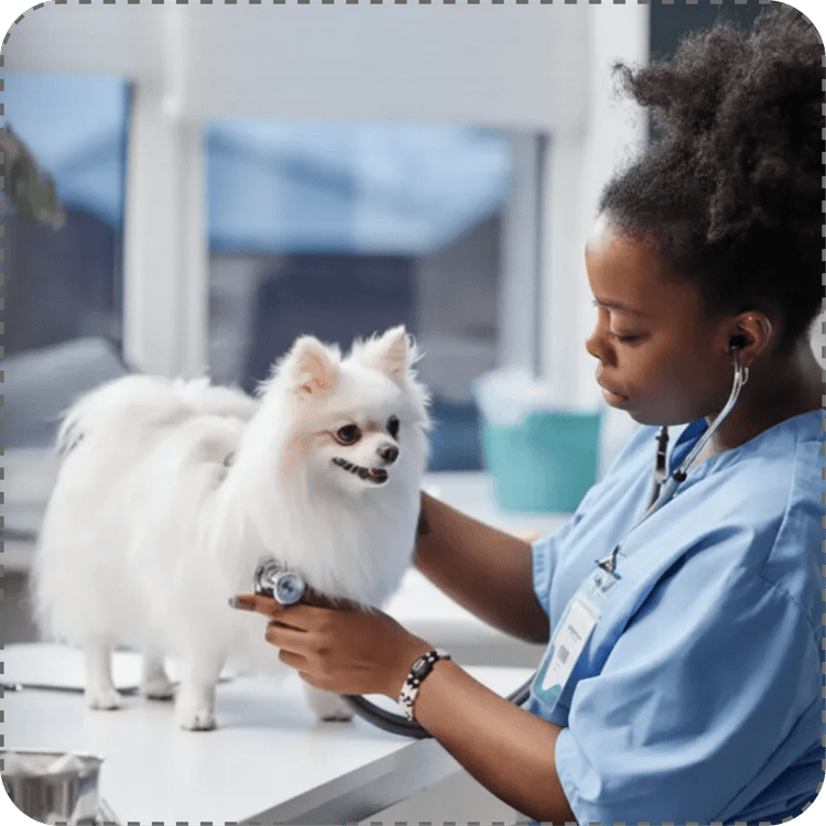 Reducing Veterinary Burnout: How AI and Cloud PIMS Are Changing the Industry